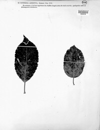 Image of Phyllachora abortiva
